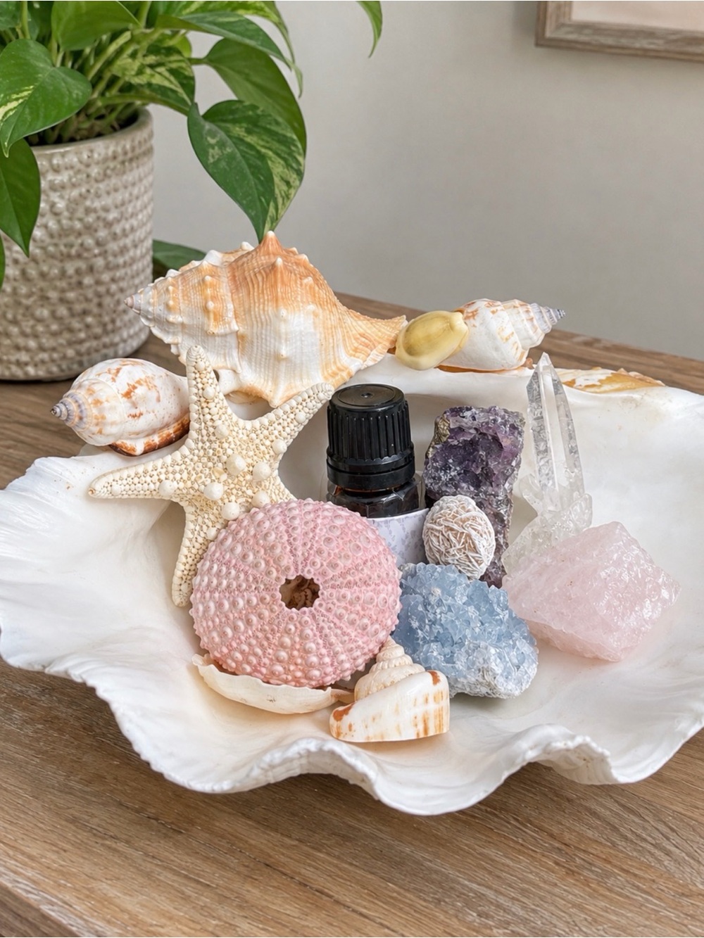 Large Real Clam Shell Dish | Crystals | Urchin & SeaShells | Natural Lavender 🪻